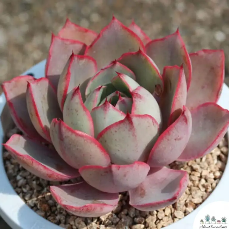 Echeveria Afterglow Grow Care And Propagate About Succulents