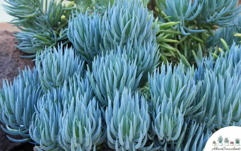 Senecio Vitalis - Grow, Care and Propagate - About Succulents