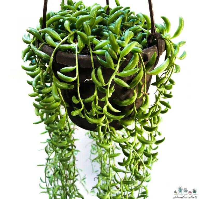 Senecio Radicans - String of Bananas - Grow, Care and Propagate - About ...