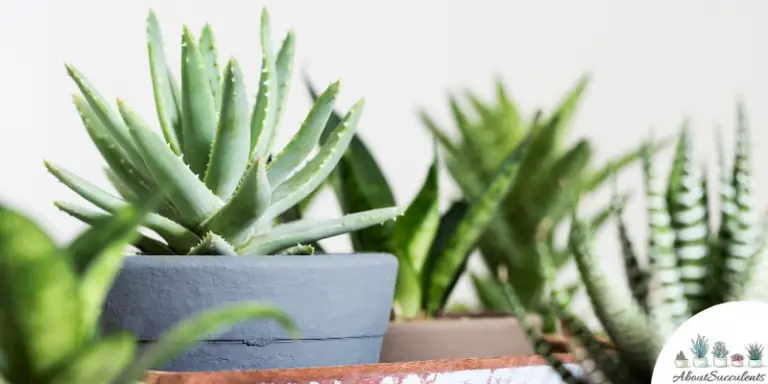 Aloe Brevifolia - Grow, Care And Propagate - About Succulents